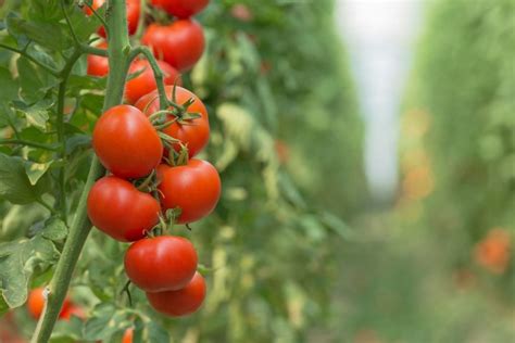 Your Guide to Growing Hydroponic Tomatoes - The Hydroponics Guru