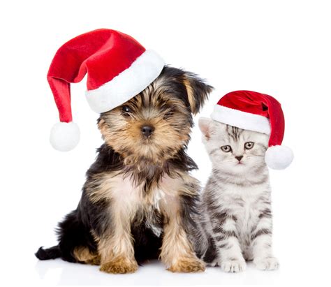 Download Dog Cat Santa Hat Kitten Puppy Christmas Holiday Animal Cat & Dog Christmas Cat 4k ...