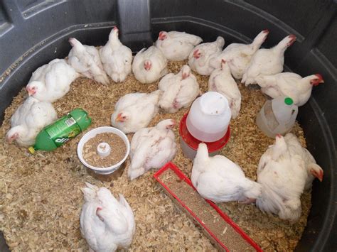 How To Raise Chickens for Meat - Tips & Pictures Raising meat chickens is a very exciting ...