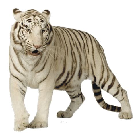 White Tiger | PNG All