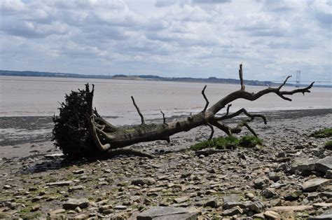 Large piece of driftwood in Severn... © Nick Mutton 01329 000000 cc-by ...