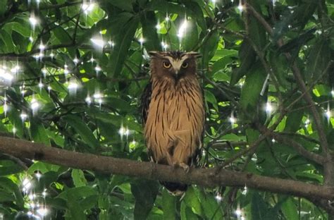 The Asymmetrical Ears of Owls — Science Studios Learning Centre ...