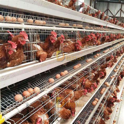 layer cages for sale | Poultry Laying cage system | Henan Dingtuo ...