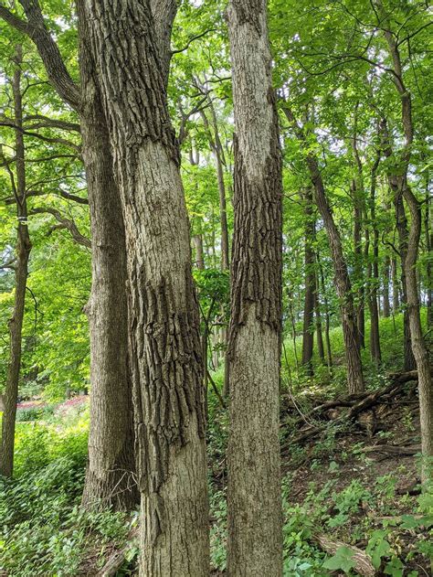 diseases - Is it normal for an oak tree to slough off its thick bark ...