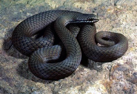 White-lipped snake - Wikipedia