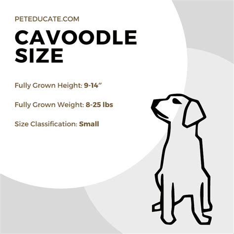 How Big Do Cavoodles Get? [Average Height, Weight and Size]