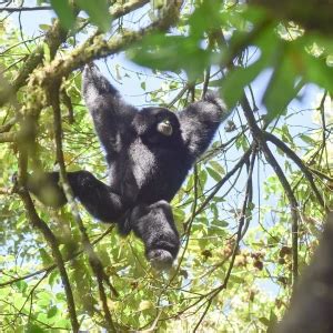 Siamang Gibbon - Facts, Diet, Habitat & Pictures on Animalia.bio