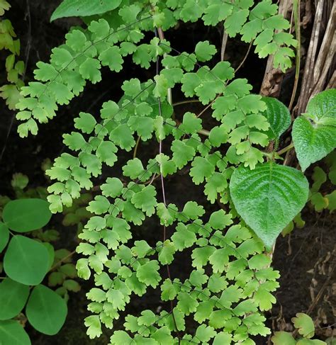 Types de feuilles composées | Happy Botanist | Natuurondernemer