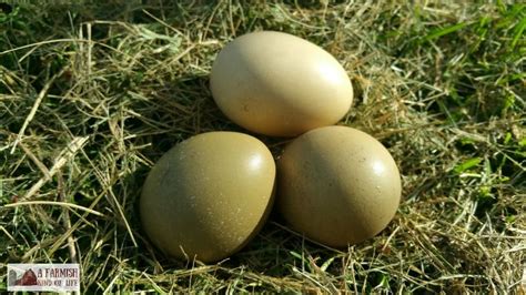 The Best Tips for Incubating and Hatching Pheasant Chicks | Raising turkeys, Pheasant eggs, Pheasant