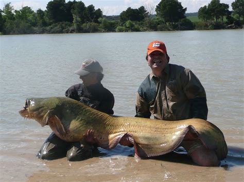 CATFISH FISHING GUIDE IN THE RIVER EBRO, CATFISHING AND CARPFISHING (MEQUINENZA-ESPAÑA): GUIDE ...