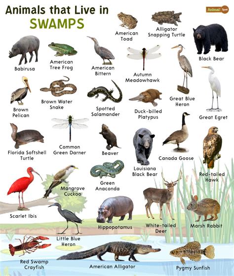 Swamp Animals: List and Facts with Pictures