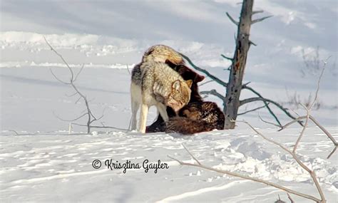 Photo Essay: Wolf Breeding Season - Rewilding