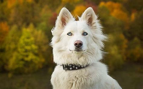 All About Yakutian Laika Dog Breed – Origin, Behavior, Trainability ...