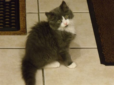 File:Norwegian Forest Cat Kitten (3 months).JPG - Wikimedia Commons