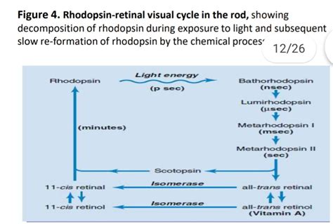 [Solved] Explain in detail each and every "Rhodopsin-retinal visual cycle... | Course Hero