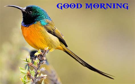 Good Morning With Beautiful Bird - Good Morning Wishes & Images