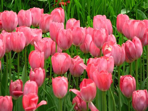 30+ Hình Ảnh Hoa Tulip Đẹp nhất làm ảnh nền máy tính và điện thoại ...