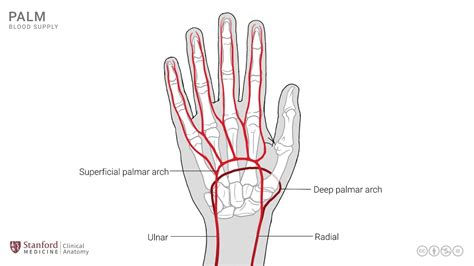 Parts Of Hand Palm Anatomy