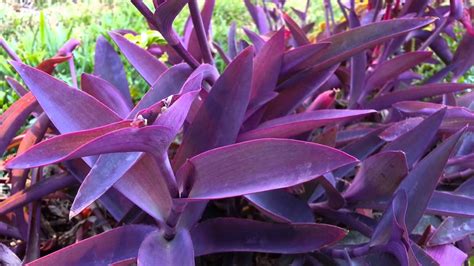 Tradescantia pallida «niña en barco» - Id Plantae