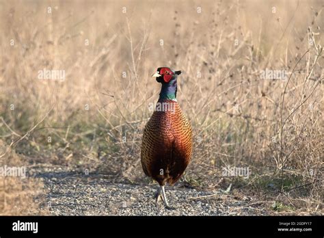 Male Common pheasant Stock Photo - Alamy