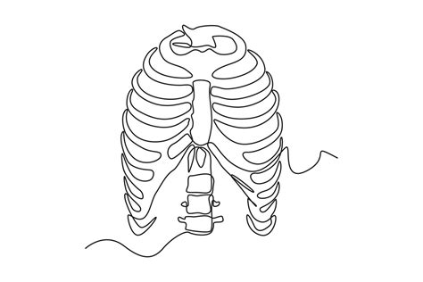 Single one line drawing rib cage anatomy. Human organ concept. Continuous line draw design ...