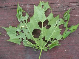 Winter Moth Control | Always Green of Cape Cod