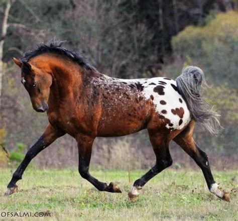 Horses, Appaloosa horses, Pretty horses