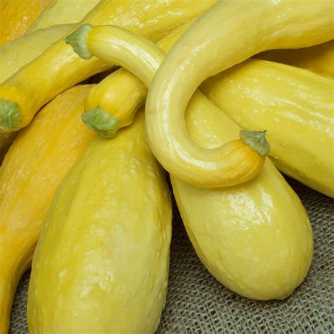 Golden Crookneck Squash Seeds – SeedCatalog.com