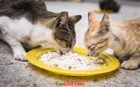 Homemade Cat Food Recipe With Tuna And Rice - FoodAllTime