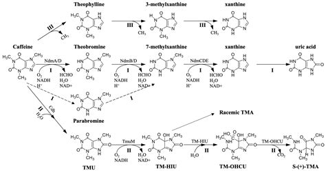 Foods | Free Full-Text | Caffeine Synthesis and Its Mechanism and Application by Microbial ...