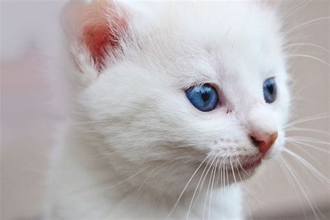 Ojos Azules Cat Breed