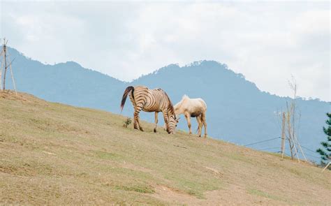 Brown Horse on Grass Field · Free Stock Photo