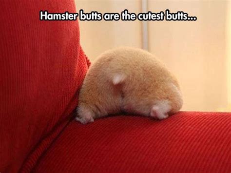 65 best images about funny hamster quotes on Pinterest | Guinea pigs ...