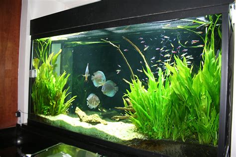 Landscaping With San Antonio Fresh Water Aquarium Plants