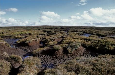 10 Facts about Bogs - Fact File