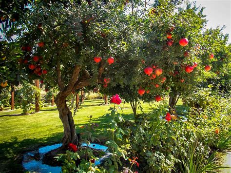 Pomegranate Tree - Wonderful - From The Garden