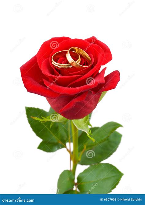 Rose and wedding rings stock image. Image of flirting - 6907003