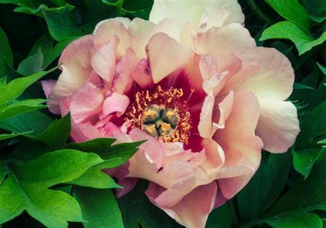 Types of peonies 🌸 🍃 Discover the variety and beauty in each bloom