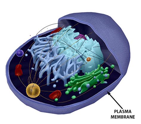 Anatomy and Physiology: Parts of a Human Cell