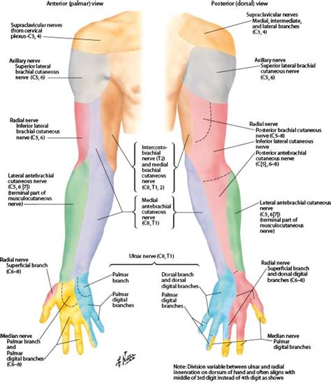 Nerves of the Shoulder - Cardiovascular Causes of Shoulder Pain