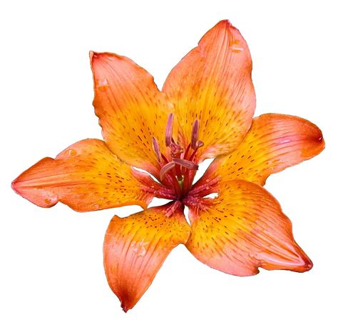 Free picture: lily, flower, white background