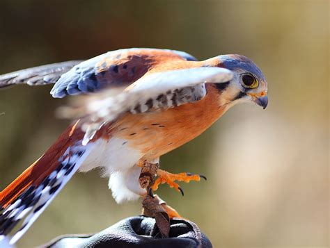 American Kestrel and Handler | An American Kestrel Falcon an… | Flickr