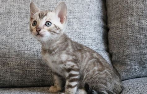 Snow Bengal Kittens for Sale - Delivery to USA & Canada