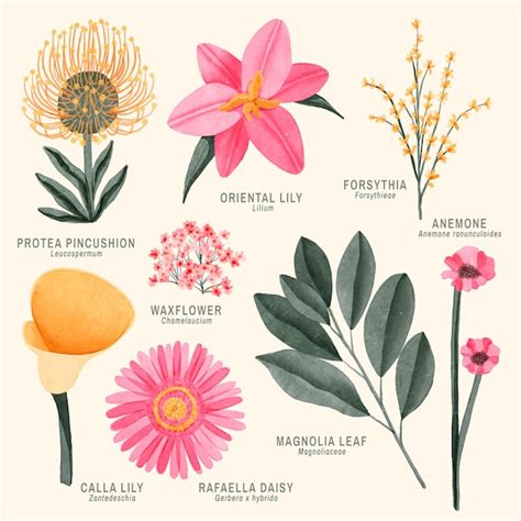 Free Vector | Watercolor botanical flower chart