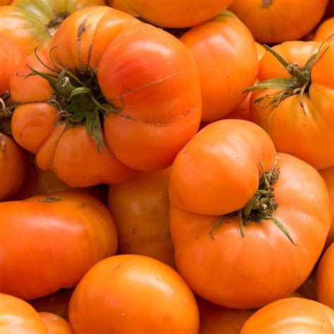 Seeds for Amana Orange Tomato | Solanum lycopersicum | Amkha Seed