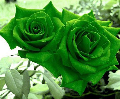 Green Rose Wallpapers - Top Free Green Rose Backgrounds - WallpaperAccess