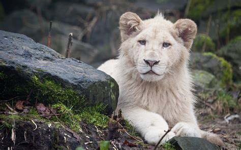 White Lion Backgrounds Free Download