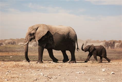 Mozambique’s Niassa reserve reports first year with no elephants ...