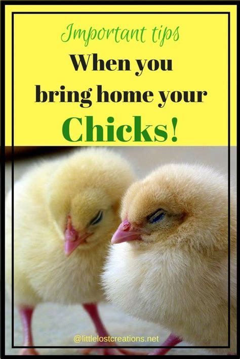 Pin on Homesteading Ideas and Hacks