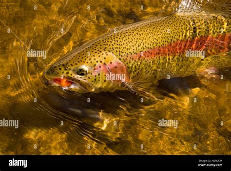 Trout habitat hi-res stock photography and images - Alamy